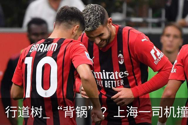 行道树 “背锅”？上海一司机撞树后主张树木全责，结果来了